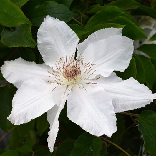 Clematis Hyde Hall TM Evipo009